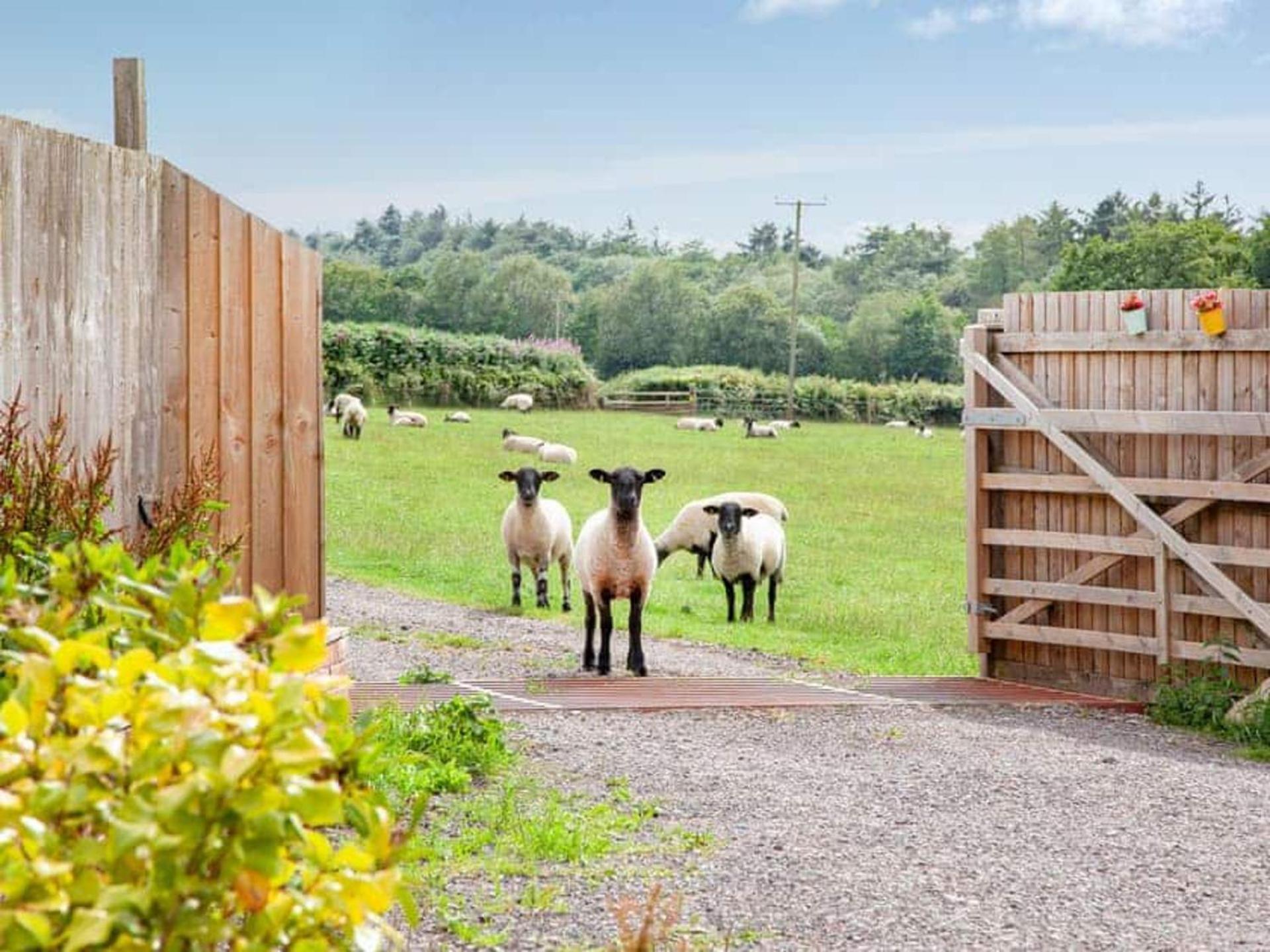 Cosy Cottage In The Blackdown Hills Devon Honiton Exterior photo
